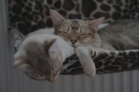 Cat sleeping