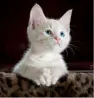 cat 1