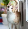 cat 2