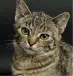 cat 3