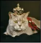 cat 4