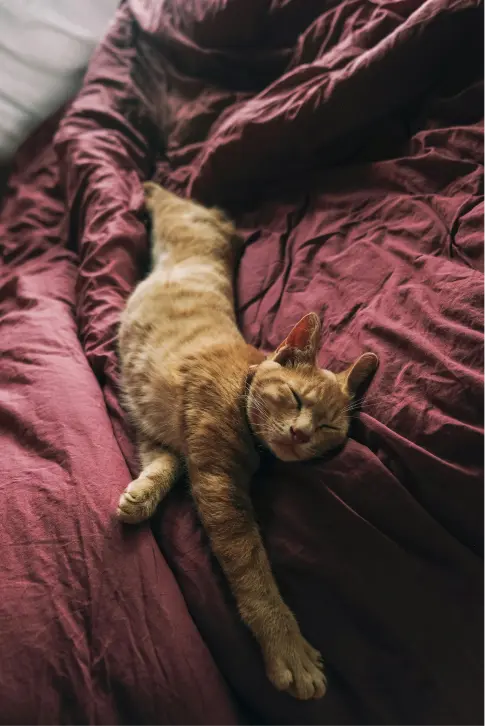 Cat sleep